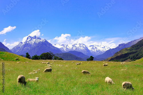 Sheep Grazing in Beautiful High Country