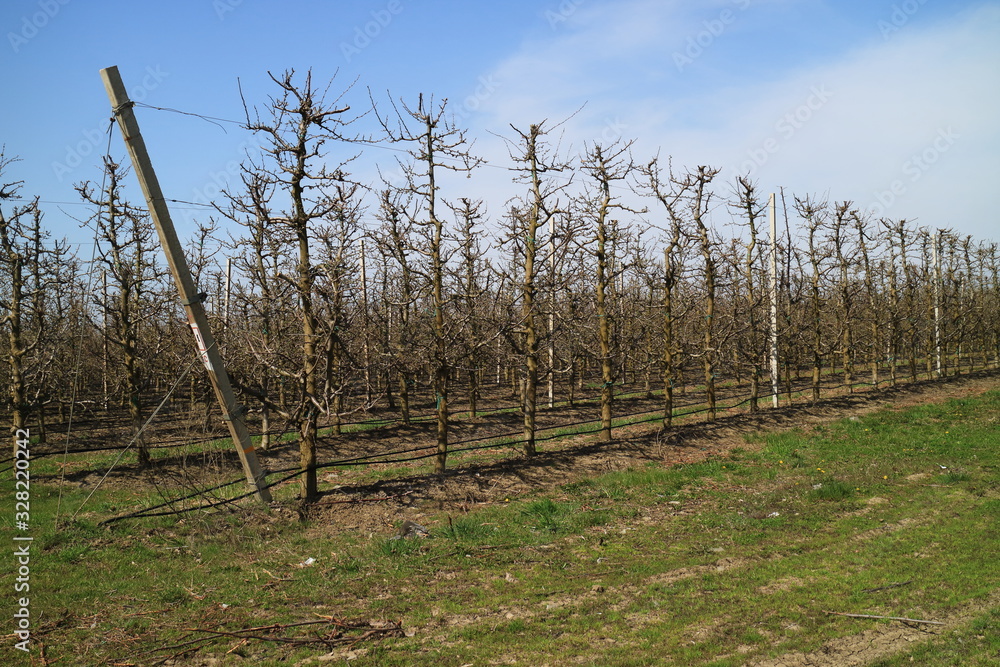 Apple garden in the spring. Apple garden in the spring.