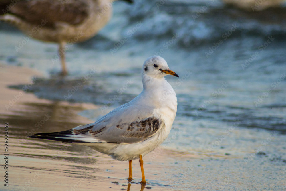 Beautiful young seagull on the beach, sunset and colorful waters, bird walking on the beach, sea waves hitting the shore Beautiful young seagull on the beach, sunset and colorful waters, bird walking on the beach, sea waves hitting the shore