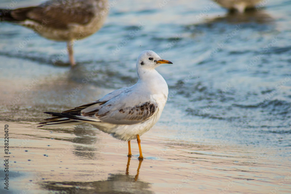 Beautiful young seagull on the beach, sunset and colorful waters, bird walking on the beach, sea waves hitting the shore Beautiful young seagull on the beach, sunset and colorful waters, bird walking on the beach, sea waves hitting the shore