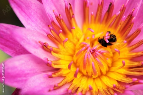Flowers: Pollens are fertilized by a bee