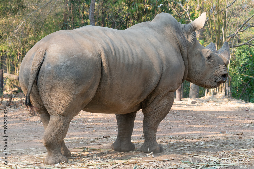 Fototapeta premium white rhinoceros