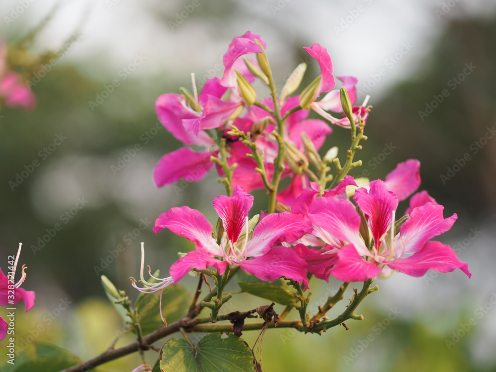 Fototapeta premium Pink flower Bauhinia variegate flowering plant legume family Fabaceae Common names include orchid tree beautiful on blurred of nature background