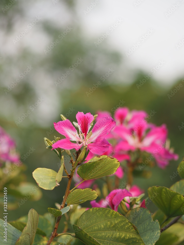 Pink flower Bauhinia variegate flowering plant legume family Fabaceae Common names include orchid tree beautiful on blurred of nature background Pink flower Bauhinia variegate flowering plant legume family Fabaceae Common names include orchid tree beautiful on blurred of nature background