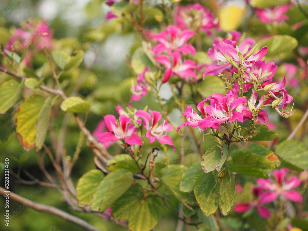 Pink flower Bauhinia variegate flowering plant legume family Fabaceae Common names include orchid tree beautiful on blurred of nature background Pink flower Bauhinia variegate flowering plant legume family Fabaceae Common names include orchid tree beautiful on blurred of nature background