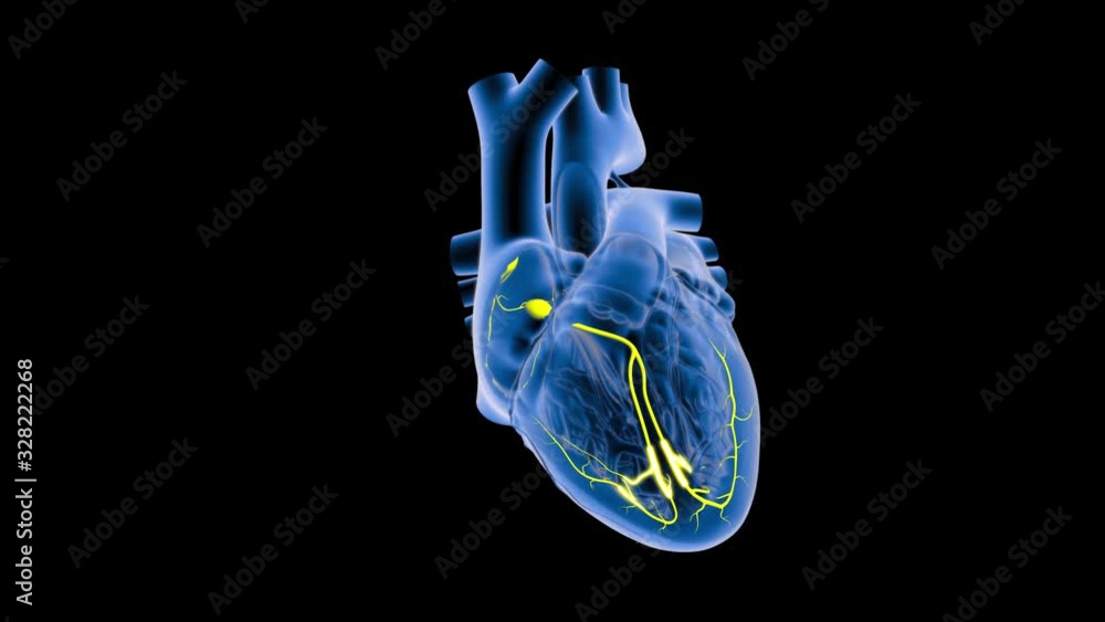 SA and AV Node Signals in the Heart