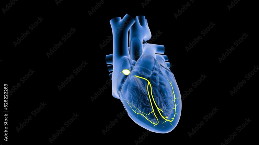 SA and AV Node Signals in the Heart
