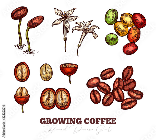Coffee been ripening stages vector hand drawn illustration. Process of growing coffee plant. Sketch botanical isolated set. Engreving berry and flower for design or background