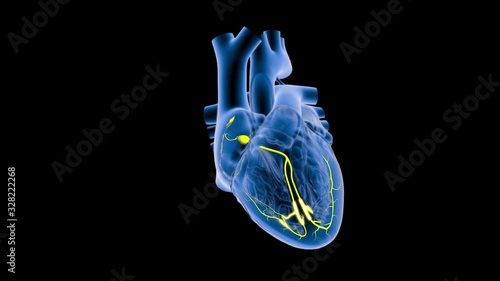 SA and AV Node Signals in the Heart