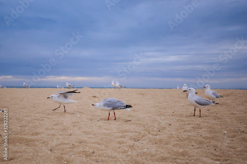 Group of seagulls on the beach at sunset
