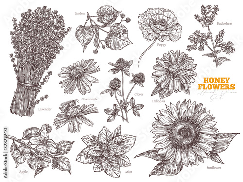 Hand drawn vector set of wildflower honey plants and flowers. Botanical sketch illustration. Floral herbal collection of linden, sunflower, lavender, poppy, clover, mint, chamomile, buckwheat, apple