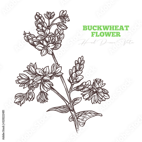 Sketch vector buckwheat flower sprig.  Floral vintage engraving hand drawn style illustration. Honey plant drawing isolated on white background