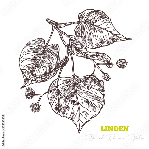 Sketch vector linden sprig.  Floral vintage hand drawn style illustration. Honey flower drawing isolated on white background