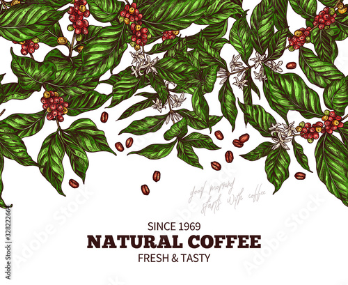 Vector banner template with branches of coffee tree with flowers, leafes, berries and beans. Hand drawn colorful design with sketch vintage engraving botanical and floral illustration. Seamless border