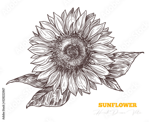 Vector sketch engraving sunflower isolated on white background. Floral vintage hand drawn style illustration. Honey flower drawing