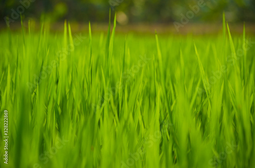 green grass