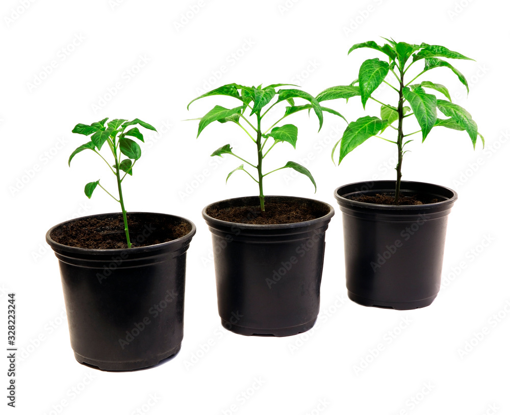 Pepper plants in a pot isolated on a white background. Seedlings of peper. Growing. Young green plant. Green sprouts of pepper. Pepper plants in a pot isolated on a white background. Seedlings of peper. Growing. Young green plant. Green sprouts of pepper.