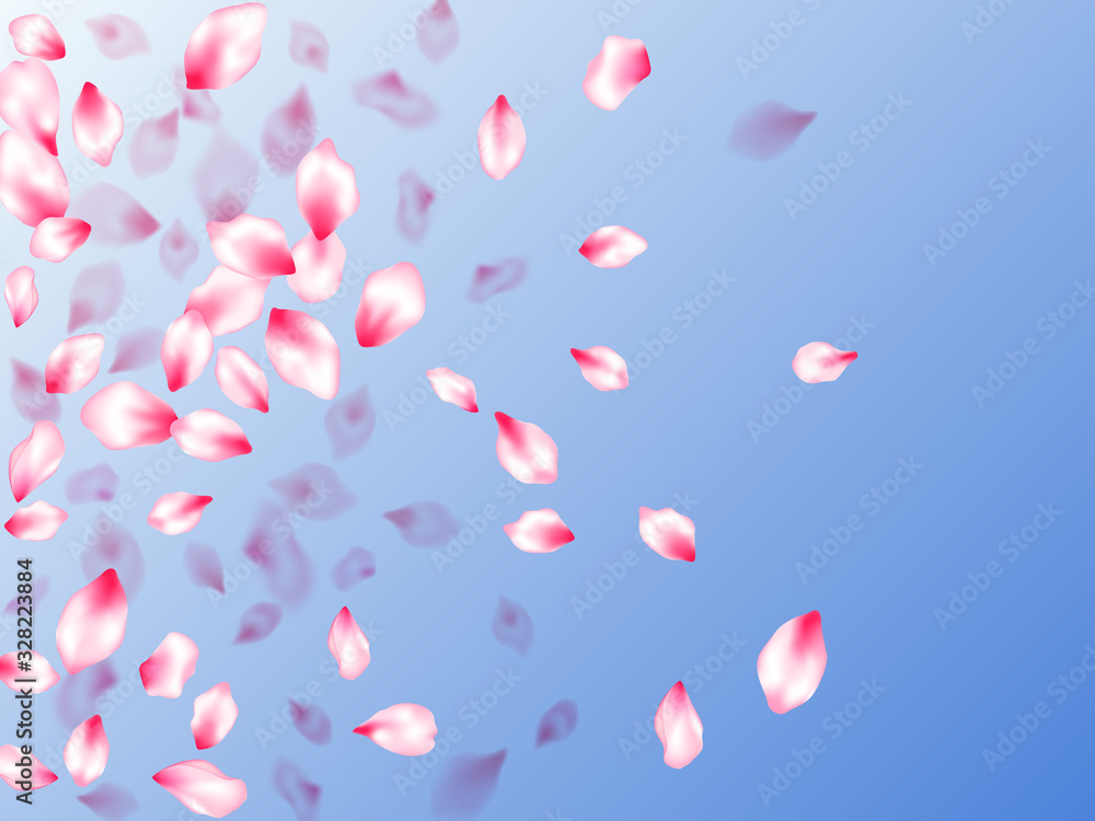 Pink cherry blossom petals isolated Pink cherry blossom petals isolated
