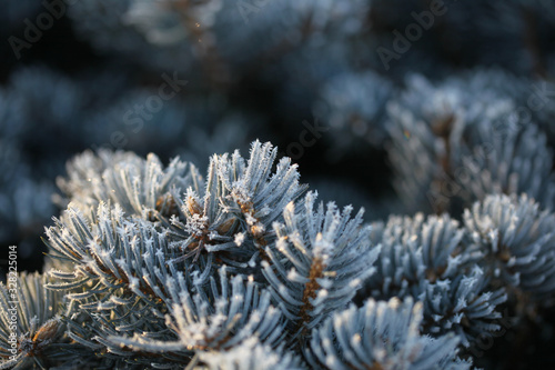 Branches of spruce covered with morning frost.Texture. Natural blurred background. Image.