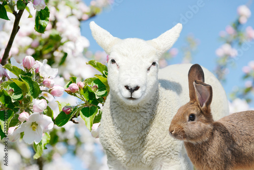Easter Bunny and sheep lamb standing between blooming apple trees in spring