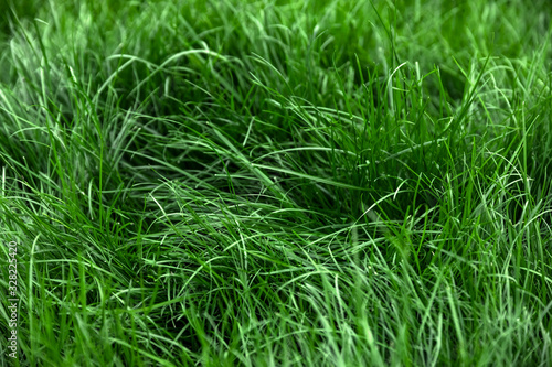 Natural tall green grass background, fresh lawn top view