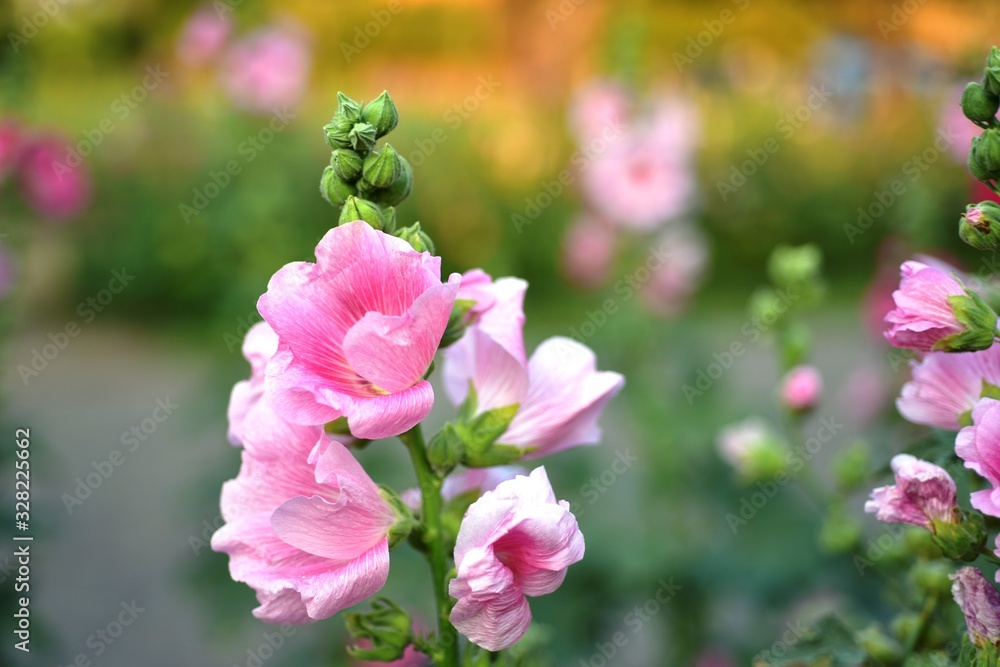 flower blooming.Beautiful flowers in the garden Blooming in the summer	