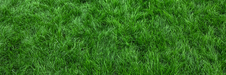 Natural green grass background, fresh lawn top view