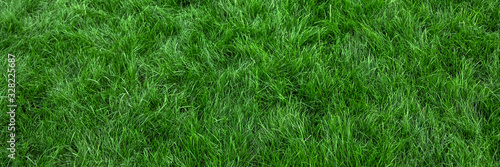 Fototapeta Natural green grass background, fresh lawn top view