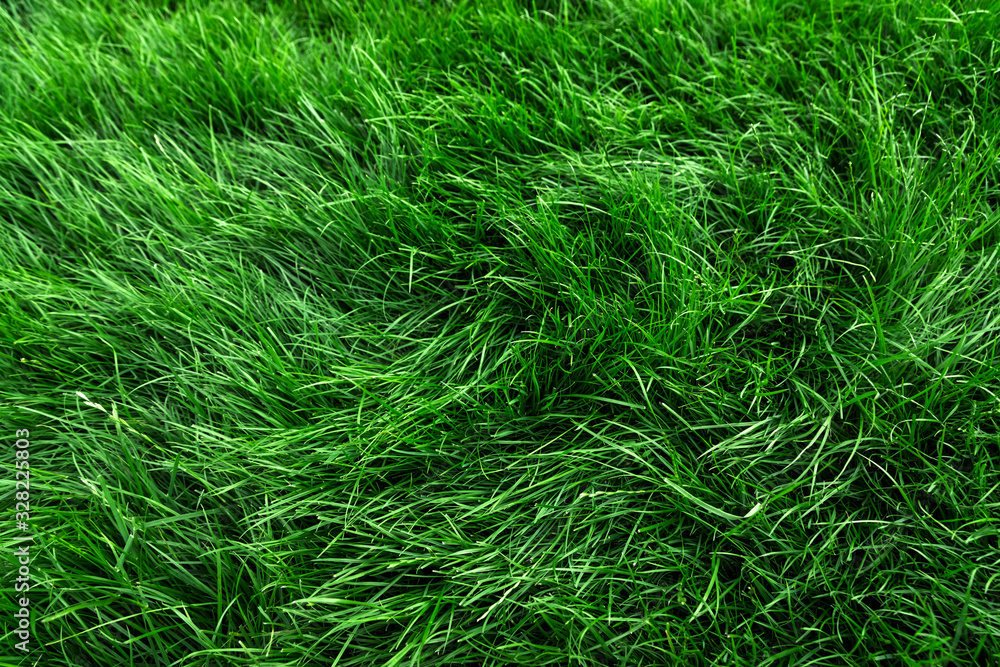 Fototapeta premium Natural tall green grass background, fresh lawn top view