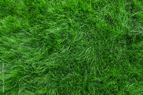 Natural green grass background  fresh lawn top view