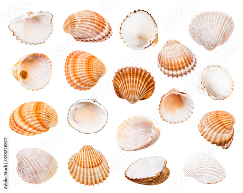 set of various shells of cockles isolated