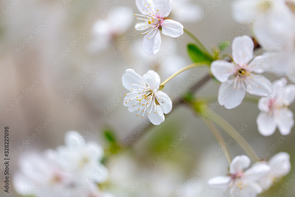 White flowers on a fruit tree on nature White flowers on a fruit tree on nature