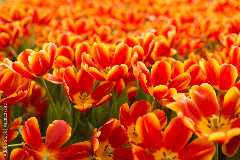 Red and yellow tulips fild. Spring background. Red and yellow tulips fild. Spring background.