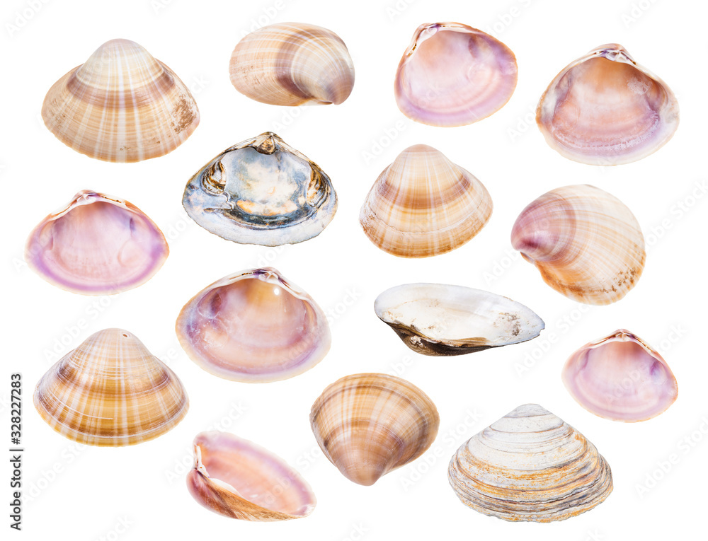 set of various shells of clams isolated on white