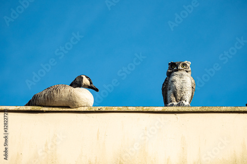 one Canada goose napping besides an owl statue on of of a building under clear blue sky on sunny morning 