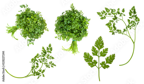 set of fresh leaves of Chervil herb isolated