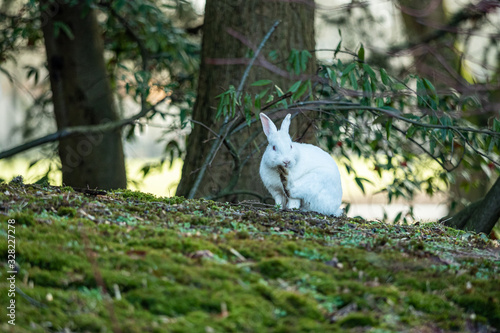 one cute white rabbit sitting on grass field licking its left foot under the shade of the trees in the park © Yi