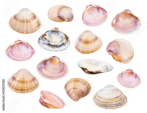 set of various shells of clams isolated on white