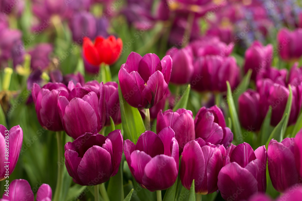 Purple tulips fild with one red flower. Spring background.