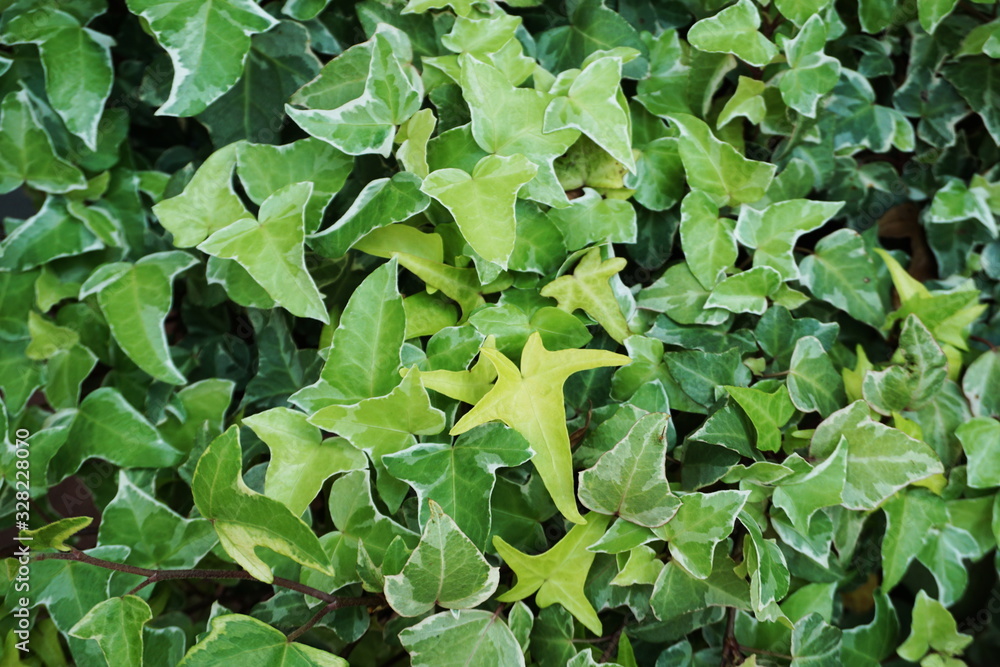 Hedera Helix leaves ivy green plants background Hedera Helix leaves ivy green plants background