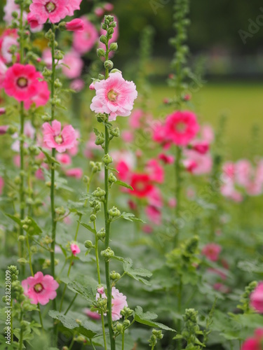 Hollyhock, Althaea or Perennials Plant Flowers Pink flower in garden on blurred of nature background