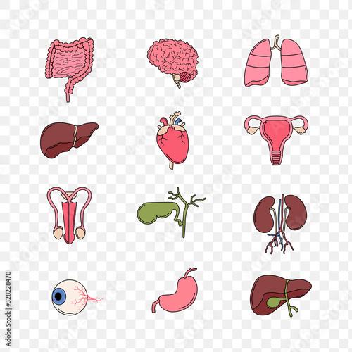 Illustration of Human Internal Organs Anatomy thin line set