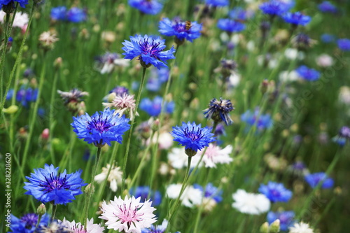 Blue Cornflowers Blossom Blooming Flower background