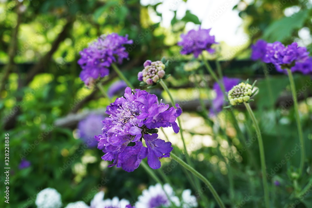 Butterfly Blue Pincushion Flower Blooming Butterfly Blue Pincushion Flower Blooming