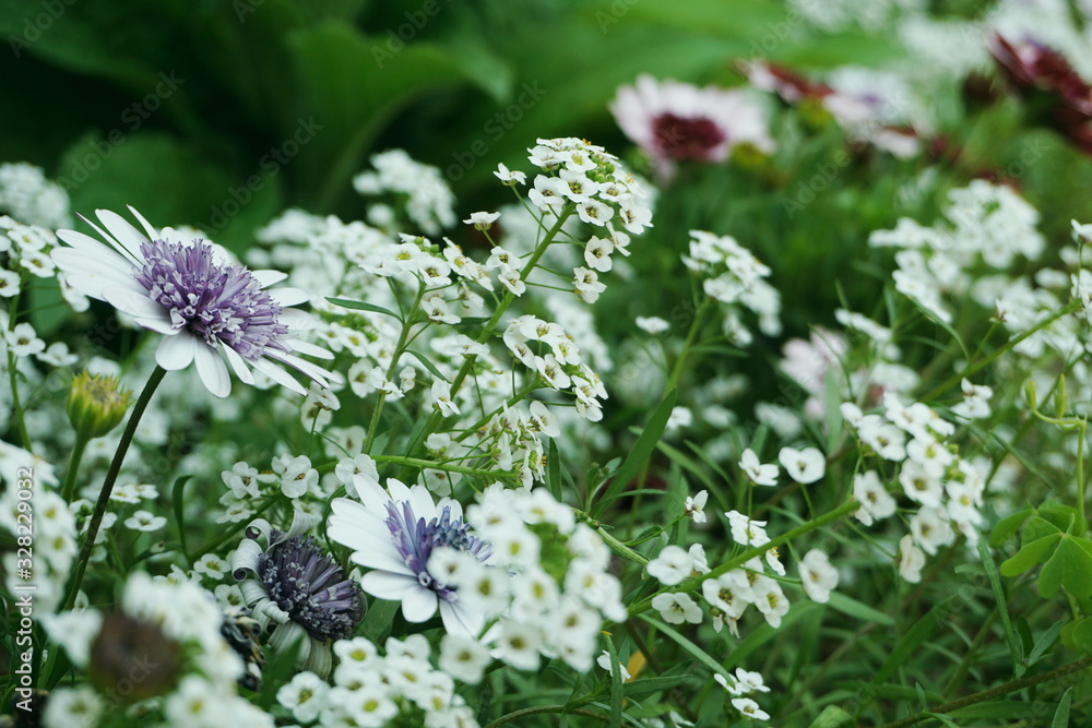 Sweet Alyssum White Flowers Background Sweet Alyssum White Flowers Background