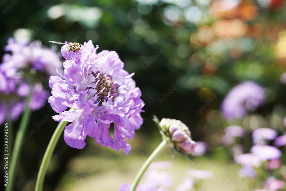 Obraz premium Butterfly Blue Pincushion Flower Blooming