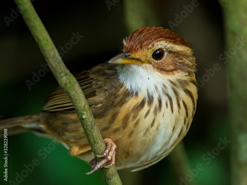 The Puff-throated Babbler or Spotted Babbler has brown-streaked pale underparts. Its white brow and throat contrast with buffy cheeks and a rusty-orange crown. Scientific name is Pellorneum ruficeps.