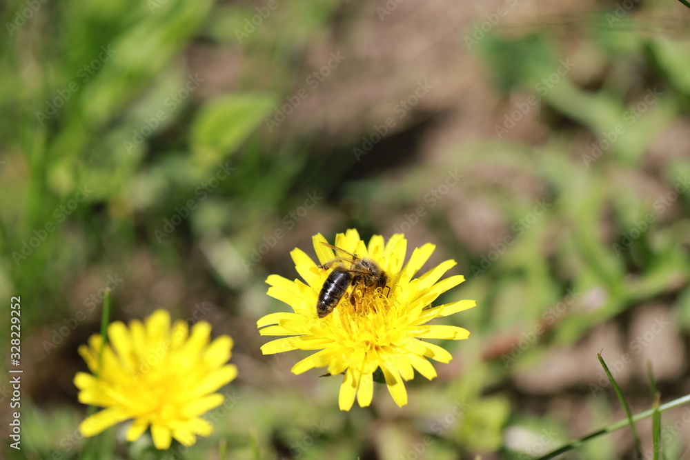 a wasp removes nectar from a yellow spring dandelion a wasp removes nectar from a yellow spring dandelion