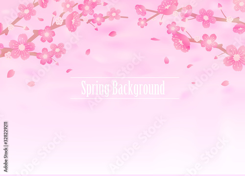 Cherry blossoms background illustration ( spring season theme ) © barks