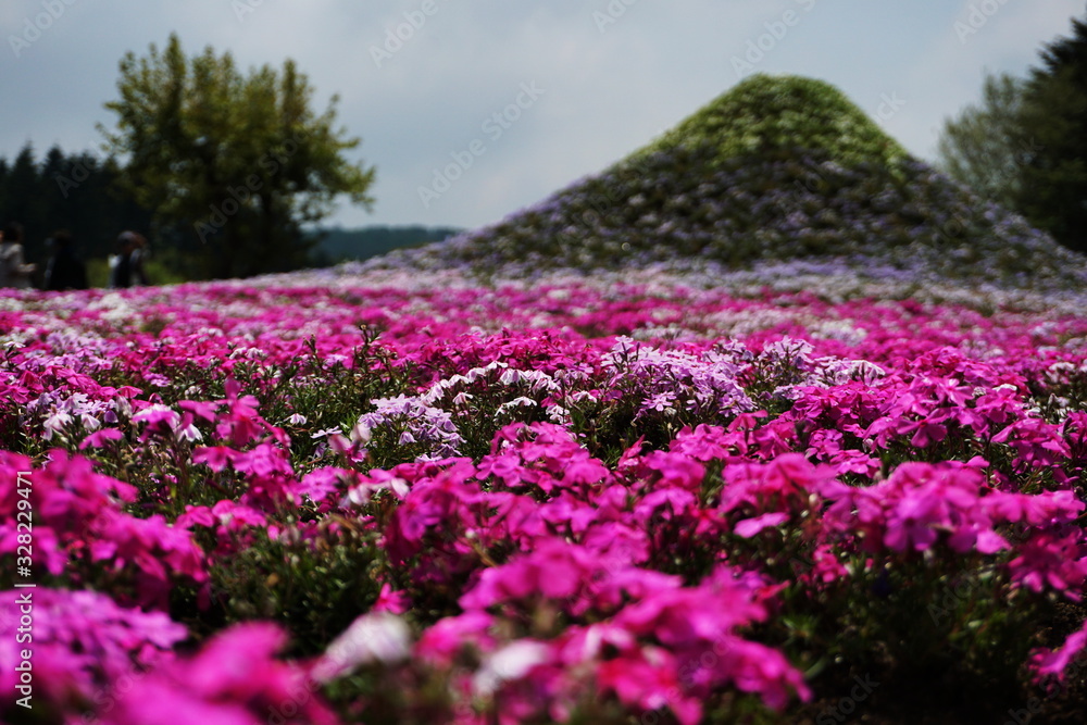 Fototapeta premium Blooming Shibazakura Pink Moss flower garden